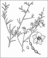Drawing Pomegranate Tree Drawings Botanical Inspiration Getdrawings Microphylla Foothill Parkinsonia Paloverde sketch template