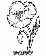 Coloring Poppy Flower Printable Kids Blooming Flowers Print sketch template