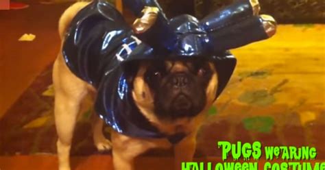 These Pugs Are Totally Rocking Their Halloween Costumes Huffpost Uk