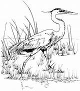 Heron Blue Coloring Pages Kids Drawings Great Tpwd Choose Board Bird Colouring sketch template