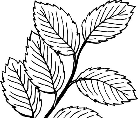 summer tree coloring page png  coloring animal