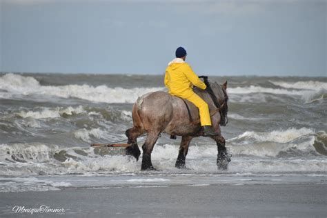 strandvissen met paarden hoek van holland   holland draft horses strand beach