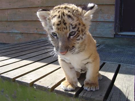 pin de isha fer en tigre animales bebes animales bonitos animales