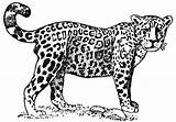 Jaguar Coloring Animal Zoo sketch template