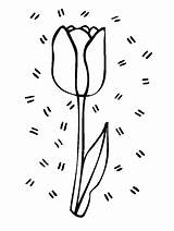 Coloring Pages Netherlands Tulip Printable Color Dutch Tulips Ws Garden Flowers sketch template