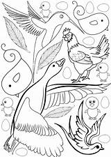 Birds Colouring Pages Bird Different Types Printable sketch template