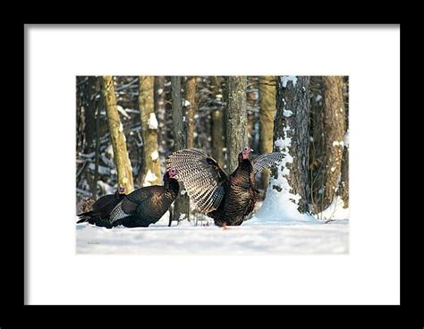 wild turkey framed print by christina rollo framed prints framed art