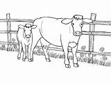 Coloring Cow Pages Realistic Farm Calf Animal Her Print sketch template