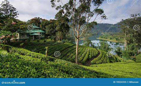 sri lanka  tea estates stock image image  landscape