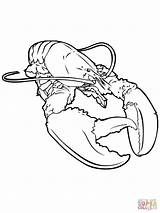 Lobster Coloring Pages Realistic Crayfish Printable Color Kids Getcolorings Kreeft Drawing Colorings Getdrawings Fun Lobsters Print Categories sketch template