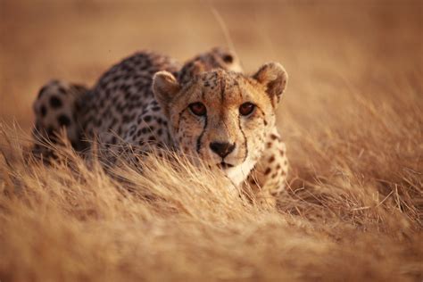 wild cheetahs  dangerously close  extinction   refuse    happen  green