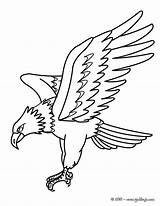 Aguila Aguilas Eagle Aigle Pajaros sketch template