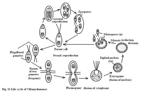 Algae Structure And Reproduction