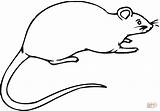 Rat Rato Colorir Rata Rabo Ratas Rats Template Clearly Besotted Coloringcity sketch template