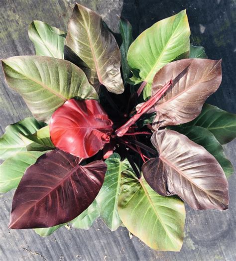 philodendron mccolleys finale nse tropicals philodendron plant unusual plants philodendron