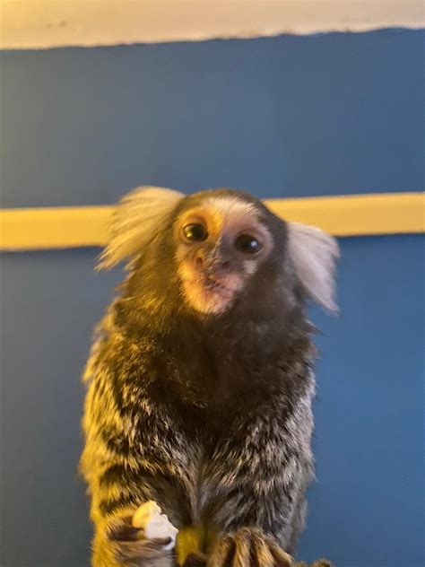 marmoset monkey  sale classifiedsuk  classified ads