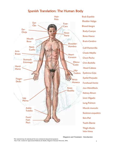external human body parts external parts   body montessori