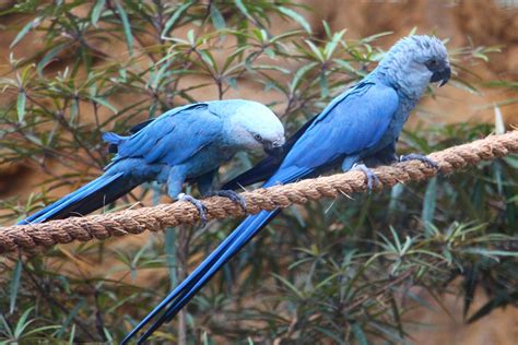 parrot paradise spixs macaws zoochat