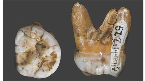 Dna In Tooth Yields New Insight Into Ancient Human Cousin