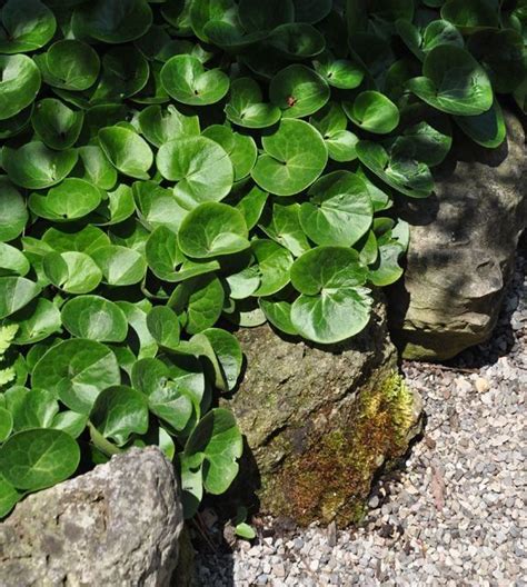 European Wild Ginger, Asarum europaeum is a groundcover
