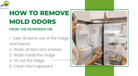 remove mold odors   refrigerator mold removal