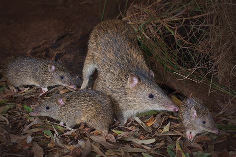 bandicoots  seq land  wildlife