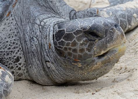 turtles  tortoises clipart photo image seaturtle face closeup