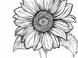 Coloring Pages Adults Sunflower Line Drawing Young Printable Color Print Getcolorings Clipartmag Getdrawings Kids Book sketch template