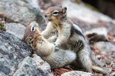 fighting squirrels two scrappy chipmunks go head to head in fur ocious