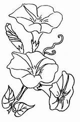Glory Morning Coloring Pages Drawing Flowers Flower Flickr Vine Line Patterns Drawings Colouring Sew Glories Embroidery Color Clip Kids Via sketch template