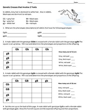 genetic crosses  involve  traits dihybrid crosses answers