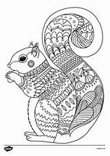 Mandala Mindfulness Squirrel Twinkl Mindful Sheets Elementare Terza sketch template