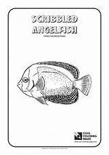Pages Angelfish sketch template