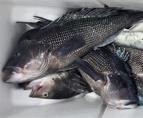 Black Sea Bass Nj Regulations 2018