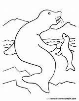 Seal Coloring Pages Swimming Baby Harp Elephant Color Seals Getcolorings Activity Pup Getdrawings Drawing Template Popular sketch template