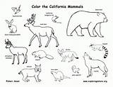 Mammals Coloring Printable Pages Popular Kids sketch template