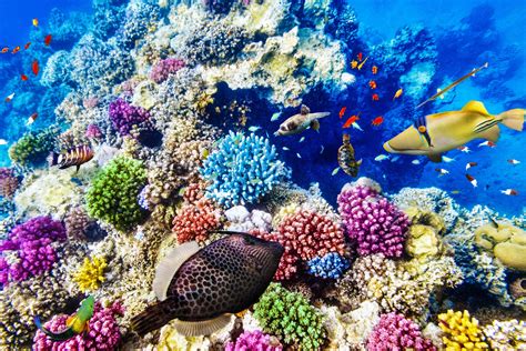 great barrier reef artenvielfalt die beeindruckt