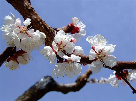 blossoms   photo  freeimages