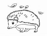 Hedgehog Coloring Pages Printable Sheets Drawing Kids Colouring Print Animal Cartoon Line Hedgehogs Color Summer Pdf Animals Baby Cute Coloringcafe sketch template