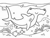 Shark Coloring Hammerhead Pages Printable Colouring Color Museprintables Ocean Kids Choose Board Week sketch template