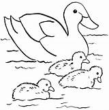 Pato Ducks Podem Moldes Beaver Diversos Artesanatos Estes Além Enfeites Também Utilizados Patos Samanthasbell Poplembrancinhas sketch template