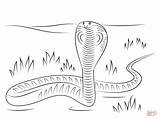 Cobra Kobra Colorir Colorare Ausmalbilder Naja Schlange Kolorowanki Anaconda Kolorowanka Disegni Zoo Serpent Tiere Ausmalen Cobras Supercoloring Colorier Druku Spitting sketch template