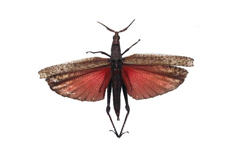 Pyrgomorphidae Sp 01