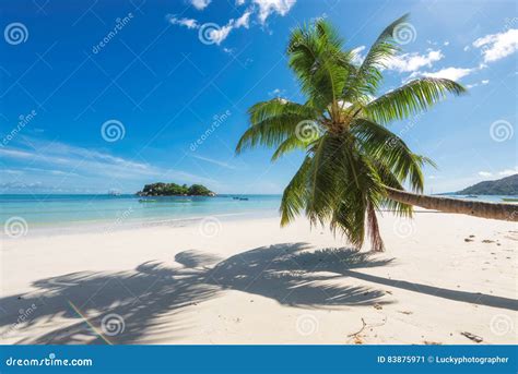 palm tree  tropical island stock image image  paradise