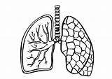 Lung Drawing Getdrawings Coloring sketch template