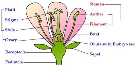 Ncert Solutions Class 7 Science Reproduction In Plants