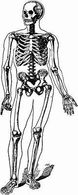 Skeleton Clipart Human Body Bones Clip Cliparts Skeletons Bone Broken Gif Library Drawing Etc Bony Running Clipartfest Dancing Cliparting Vector sketch template