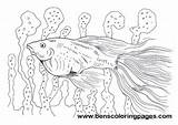 Guppy Fish Coloring sketch template