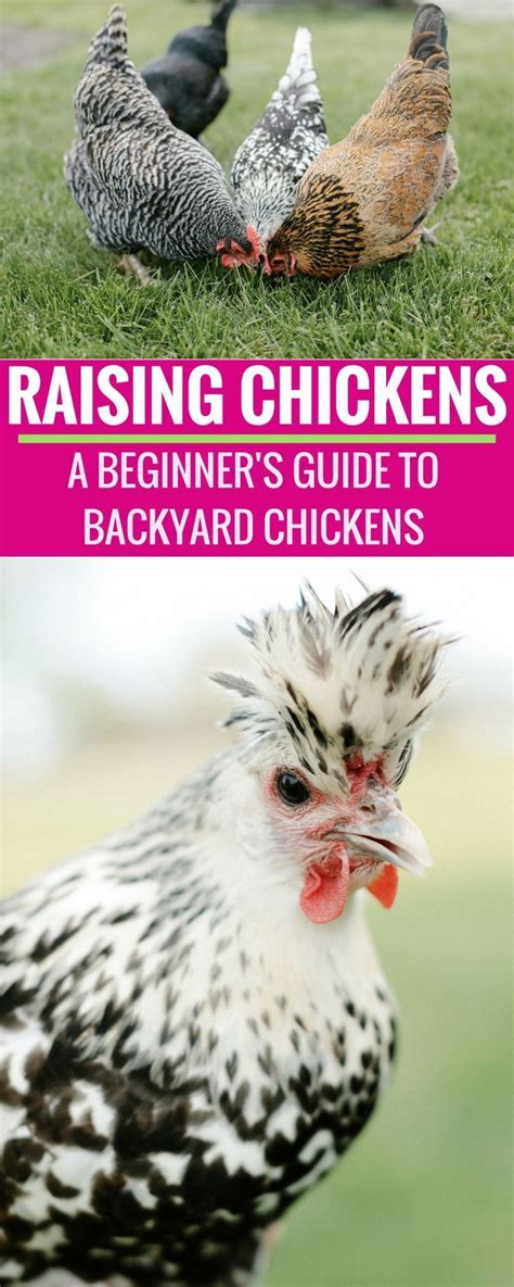 Are You Clucking Me A Guide For Raising Chickens