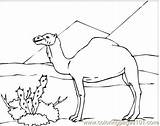 Desert Coloring Pages Camel Sahara Kids Drawing Animals Animal Camels Clipart Colouring Clip Sketch Color Sphinx Sketches Getcolorings Library Popular sketch template